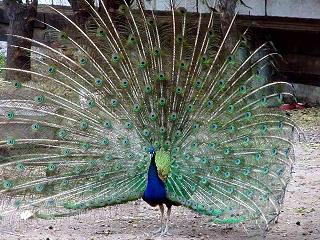 Pavo real